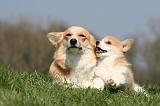 7 NAINS CORGIS 005